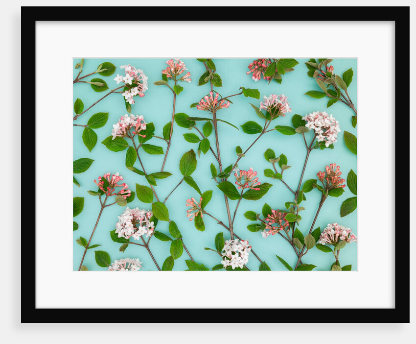 Viburnum Juddii flowers by Assaf Frank